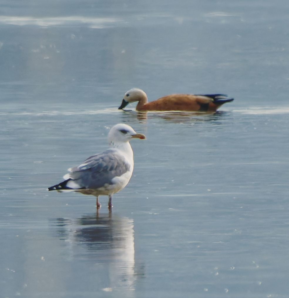 Ostsibirien-/Mongolenmöwe - ML646679912