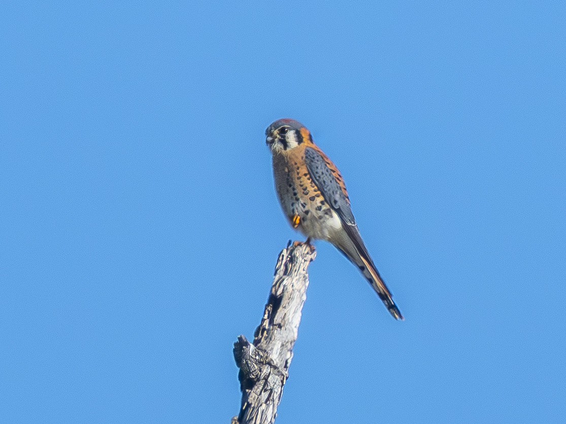 American Kestrel - ML646679913