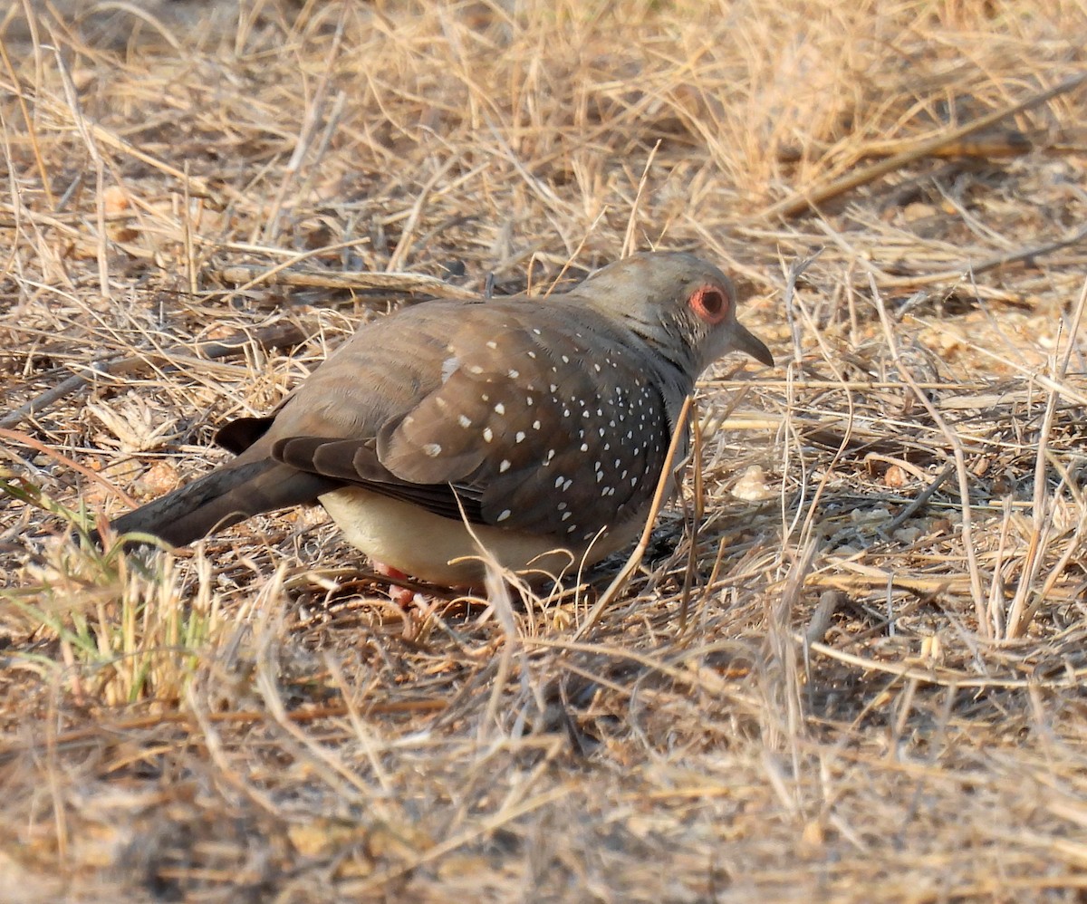 Diamond Dove - ML646679917