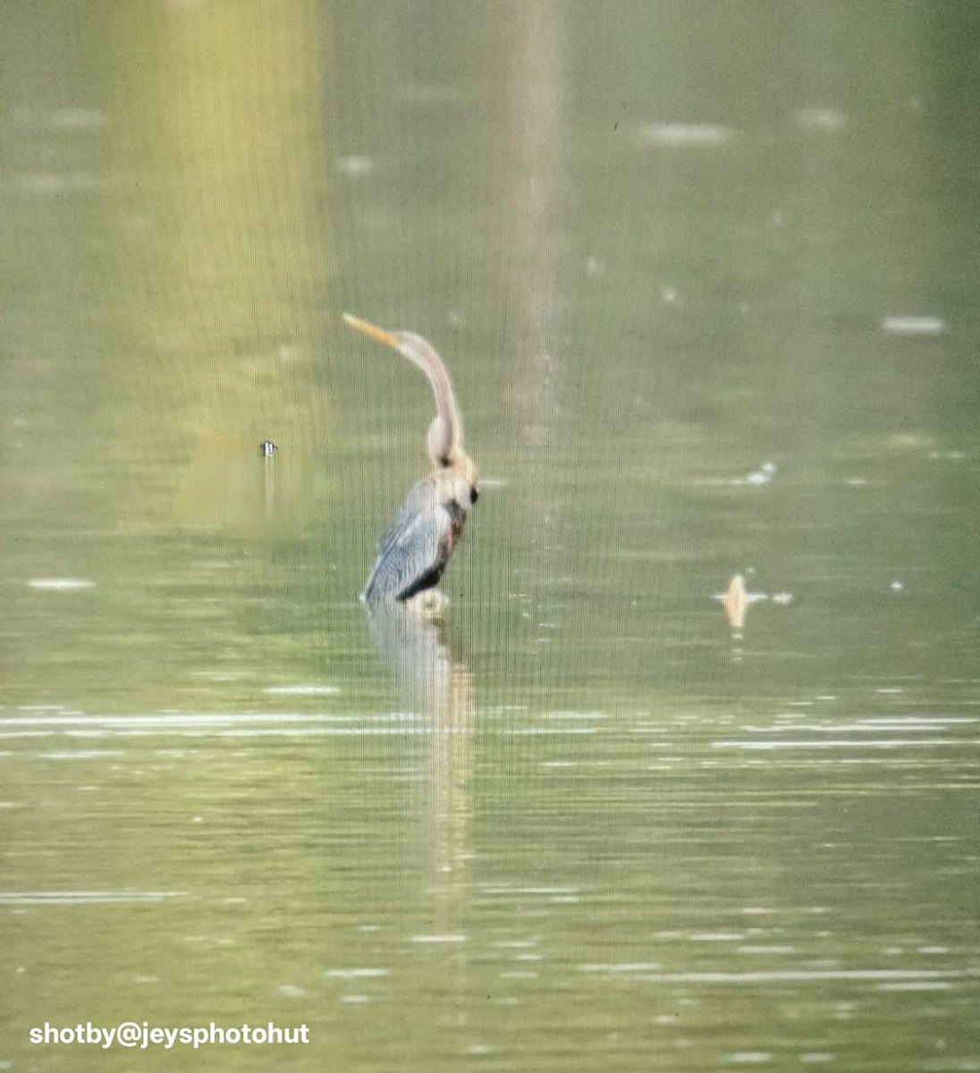 orientslangehals - ML646679918