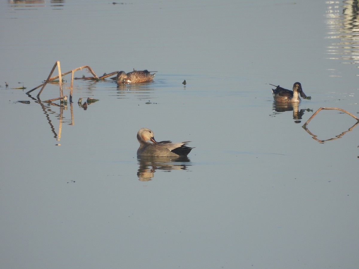 Schnatterente - ML646679919