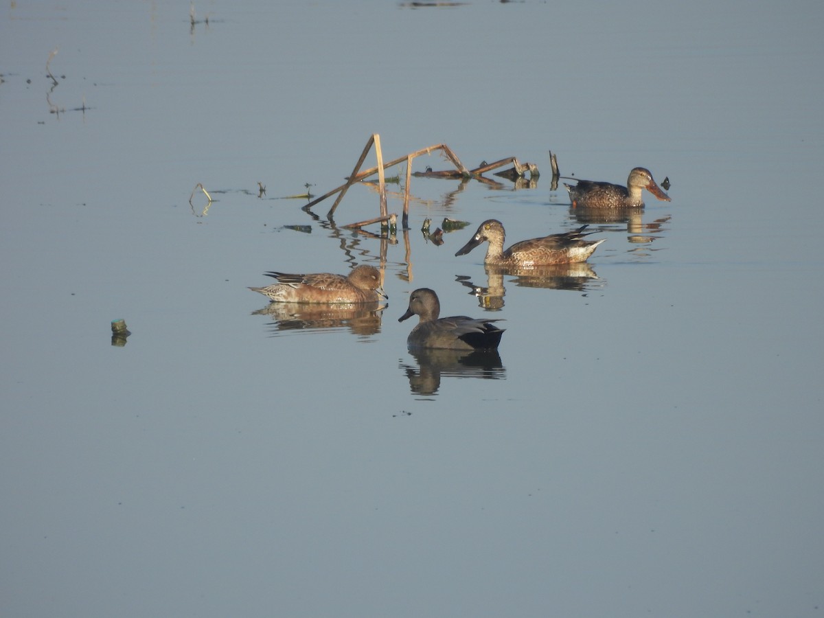 Schnatterente - ML646679920