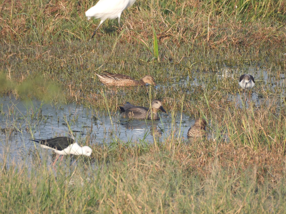 Schnatterente - ML646679921