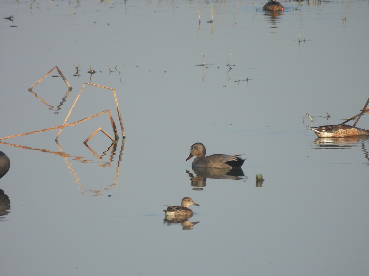 Schnatterente - ML646679922