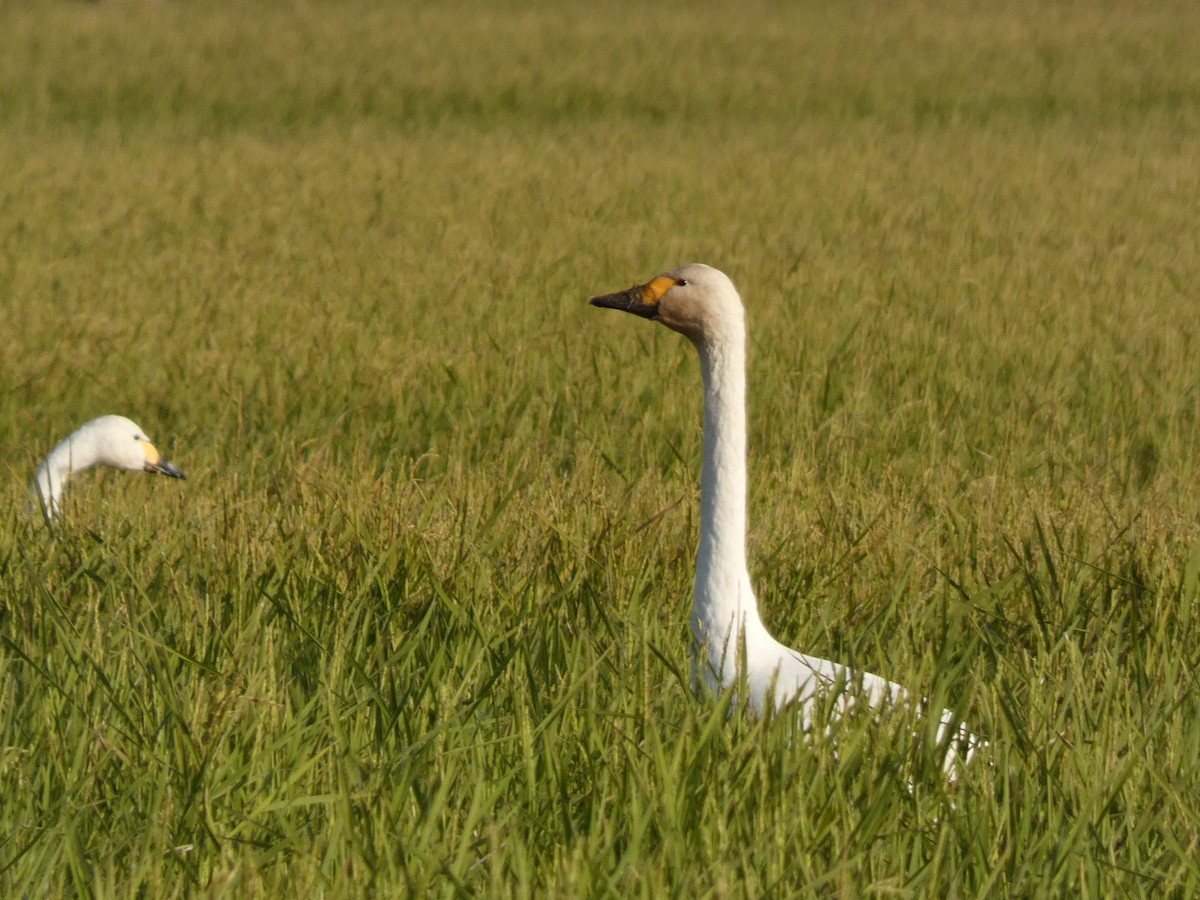 小天鵝 - ML646679923