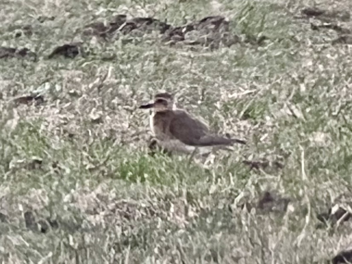 Txirritxo ekialdetarra - ML646679926