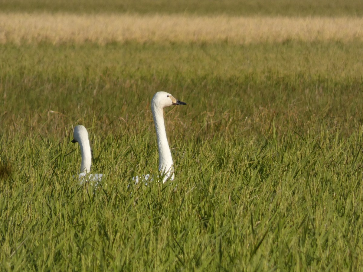 小天鵝 - ML646679929