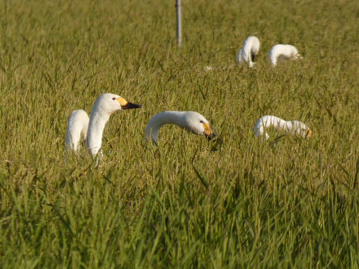 小天鵝 - ML646679933
