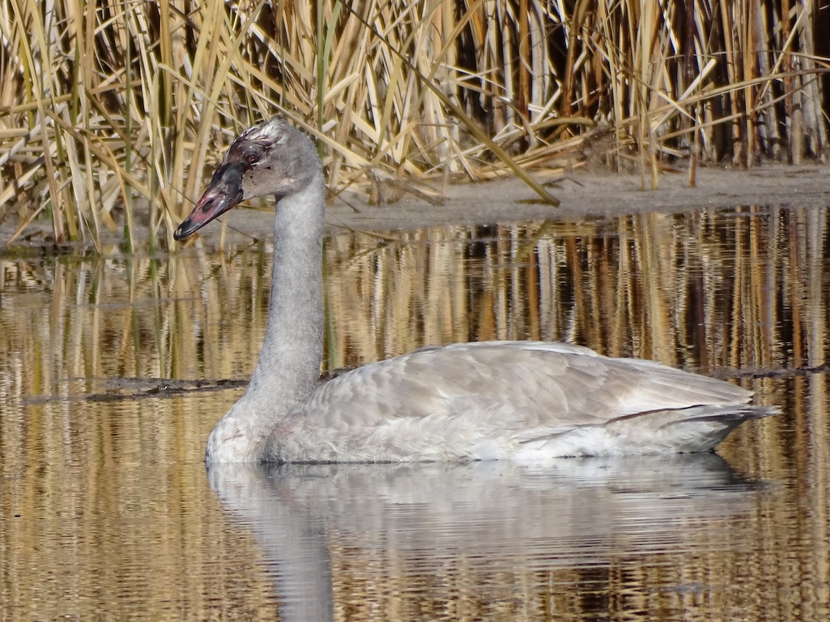 trompetsvane - ML646679934