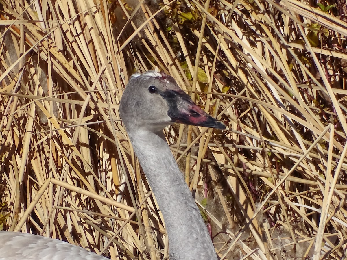 trompetsvane - ML646679935