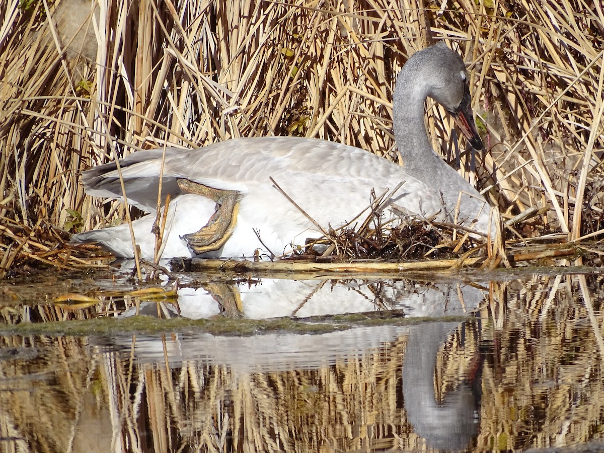 trompetsvane - ML646679936