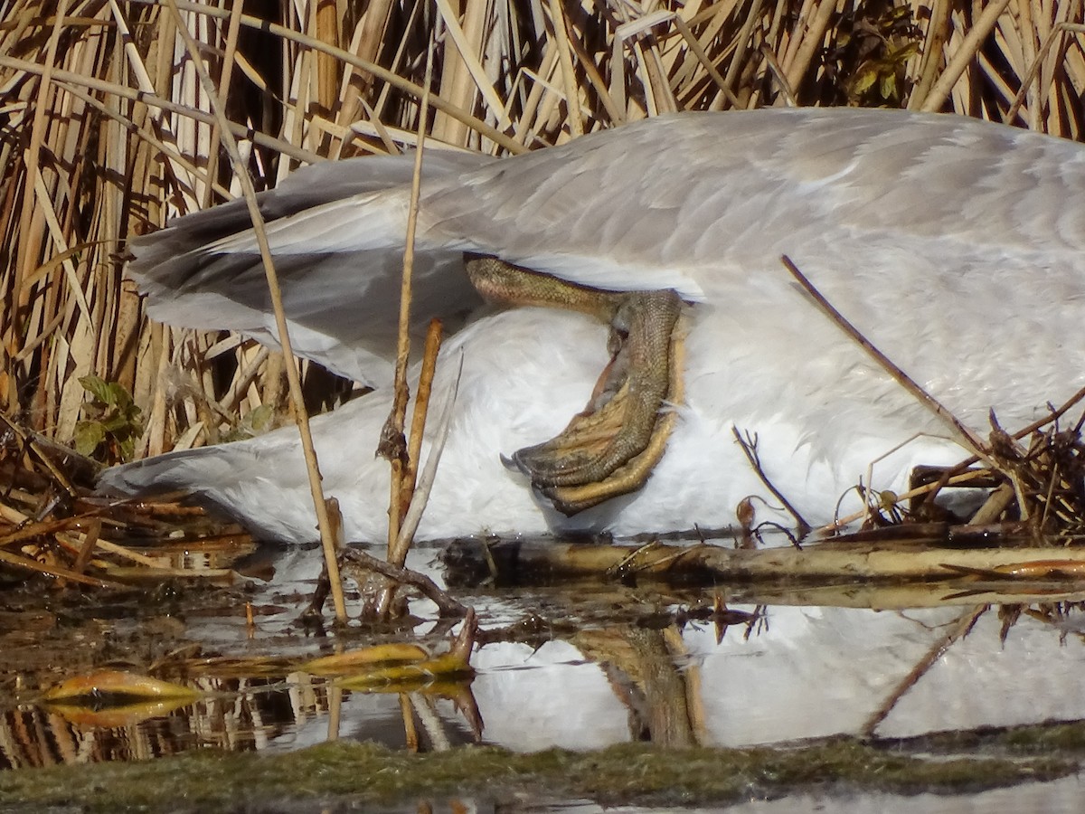 trompetsvane - ML646679937