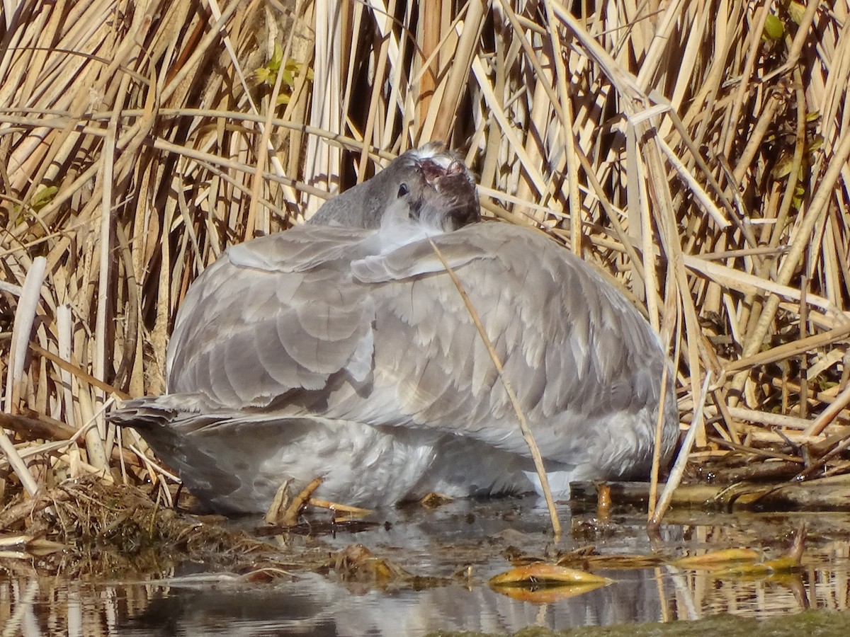 trompetsvane - ML646679938