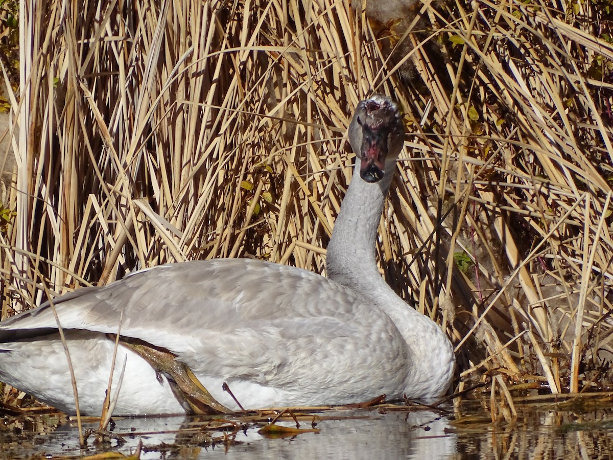 trompetsvane - ML646679939