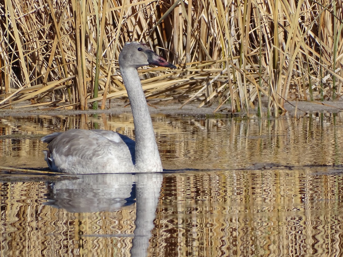 trompetsvane - ML646679940