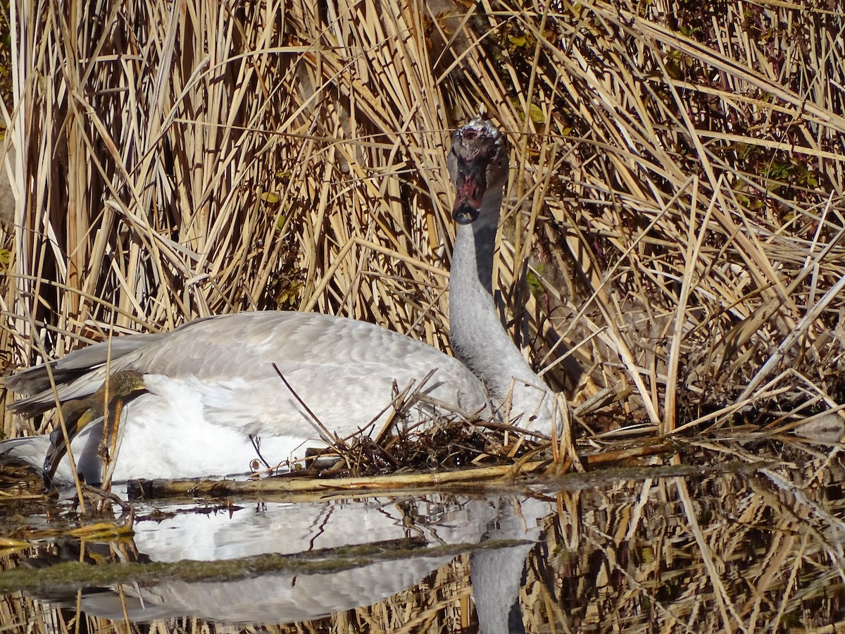 trompetsvane - ML646679941