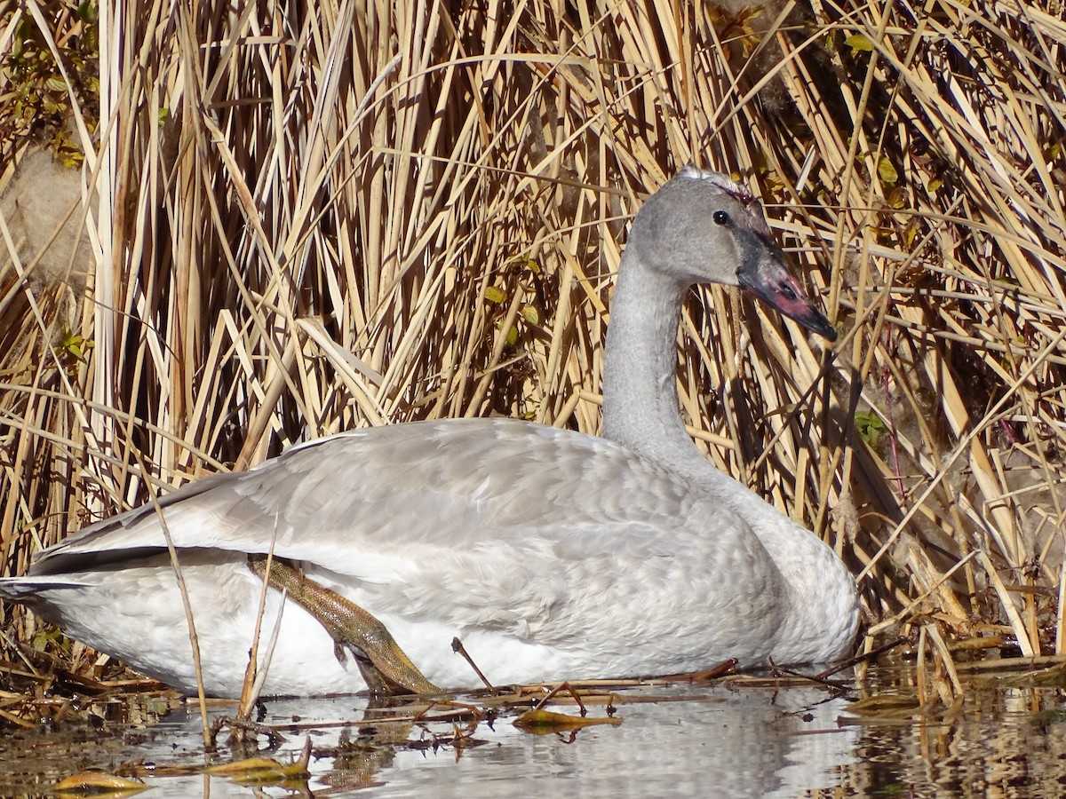 trompetsvane - ML646679942