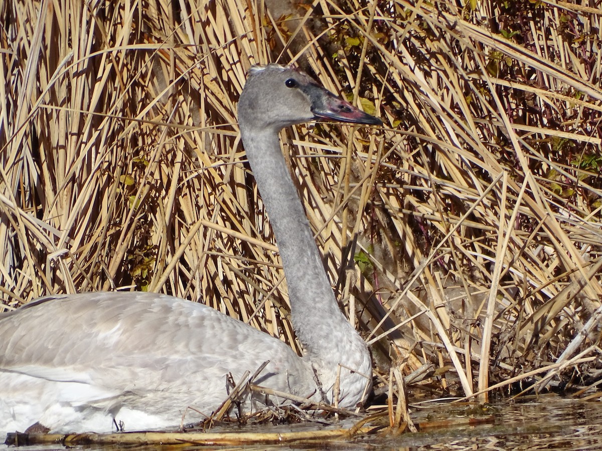 trompetsvane - ML646679943