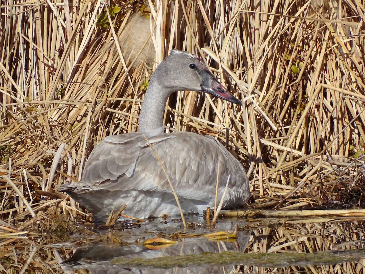 trompetsvane - ML646679944