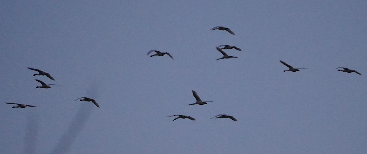 Tundra Swan - ML646679945