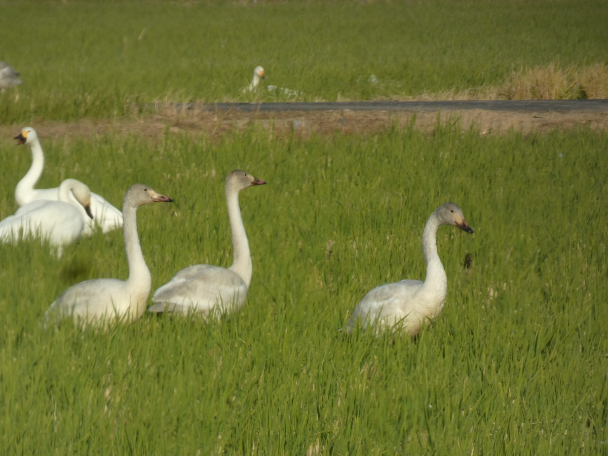 小天鵝 - ML646679946