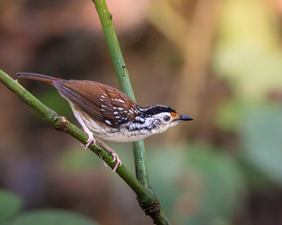 Striped Wren-Babbler - ML646679949