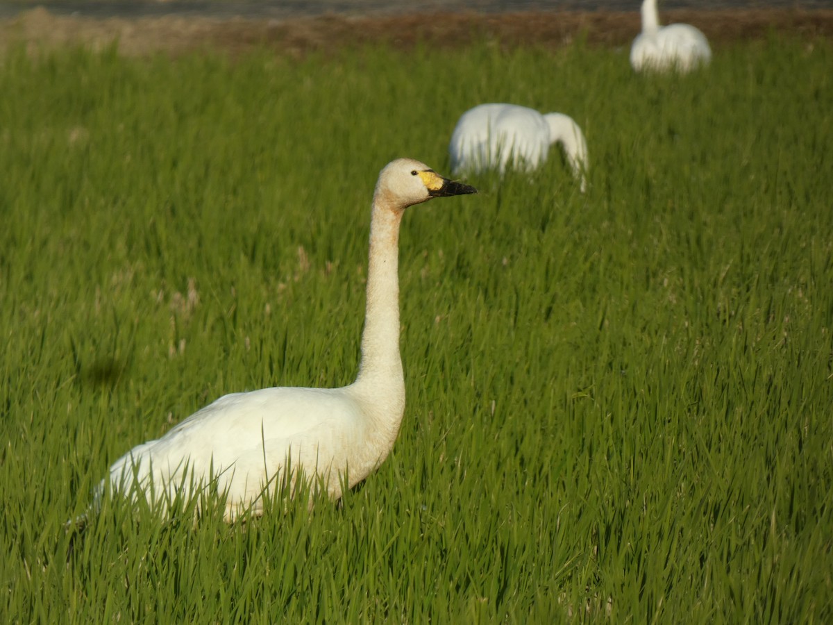 小天鵝 - ML646679953