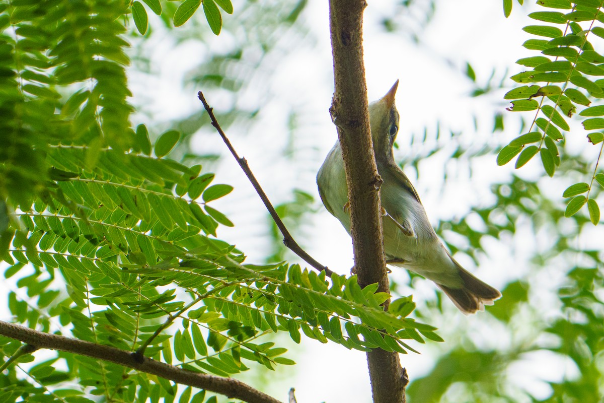 Arctic Warbler - ML646679954