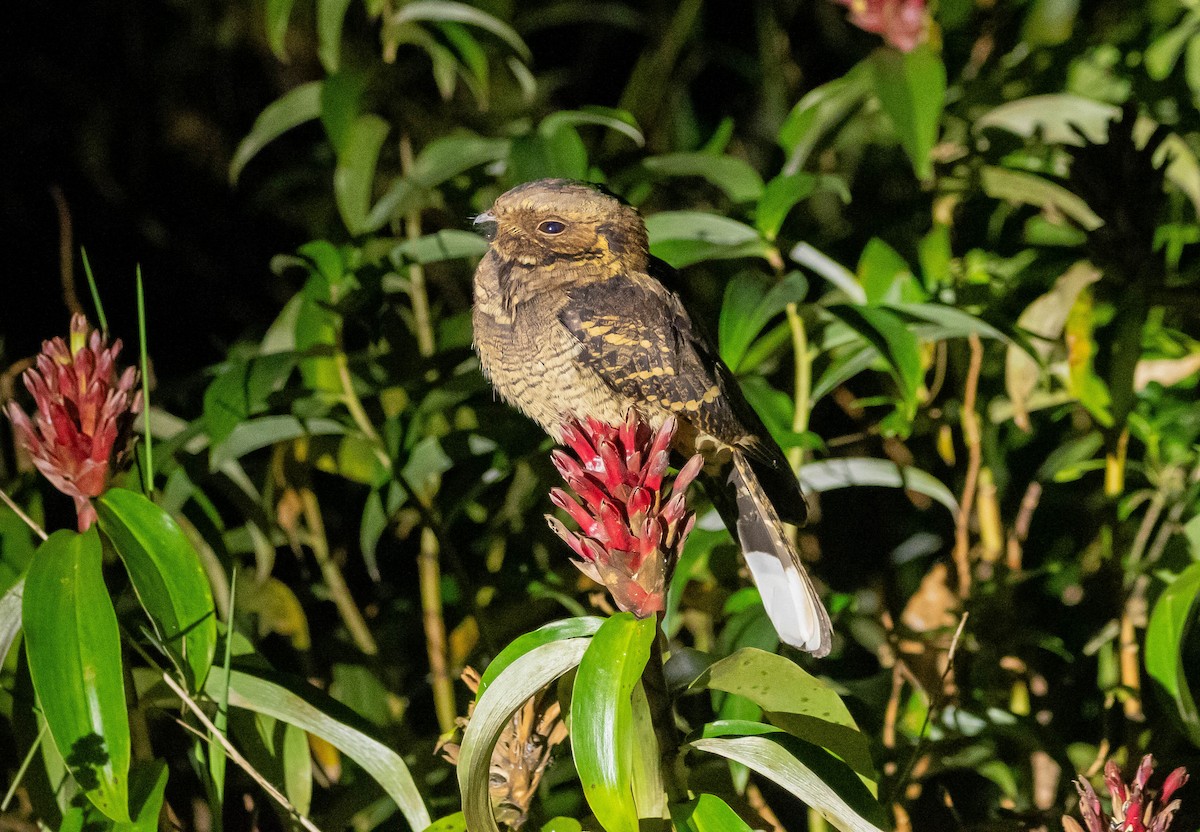 Large-tailed Nightjar - ML646679957