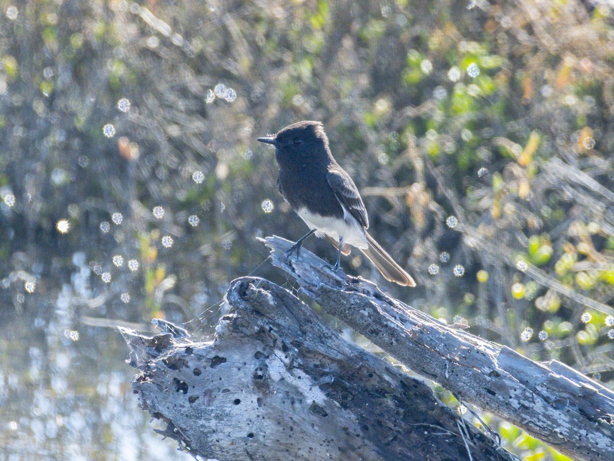 Black Phoebe - ML646679958