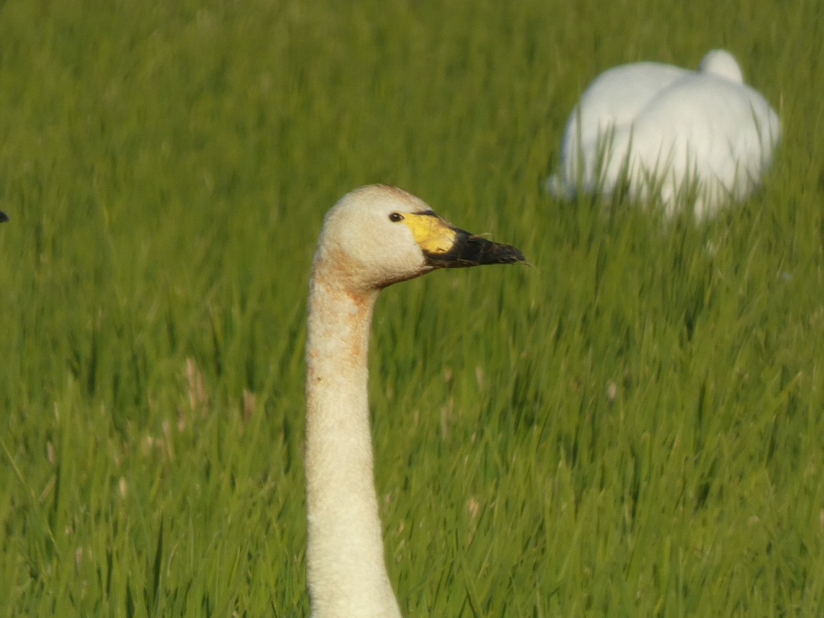 小天鵝 - ML646679960