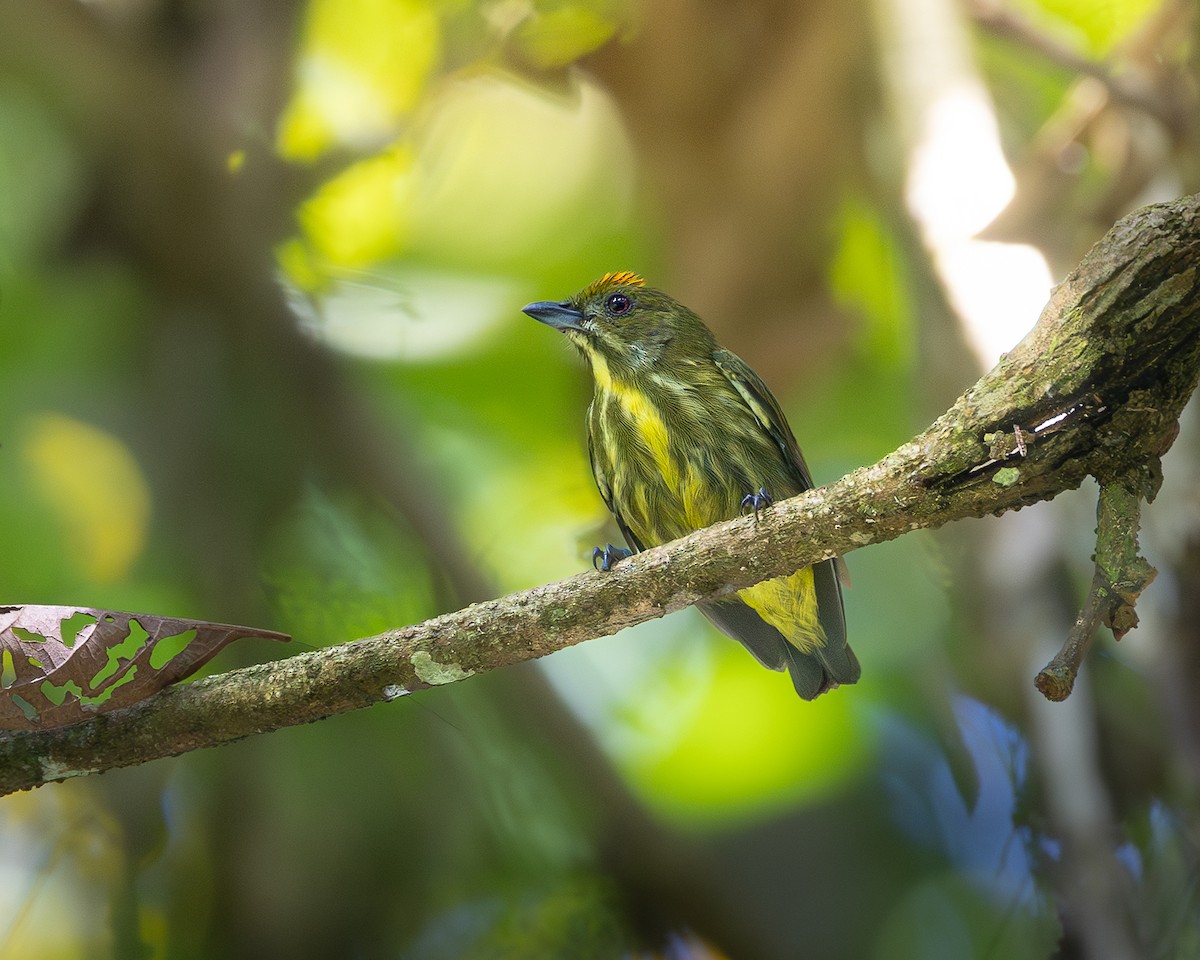 Yellow-breasted Flowerpecker - ML646679962