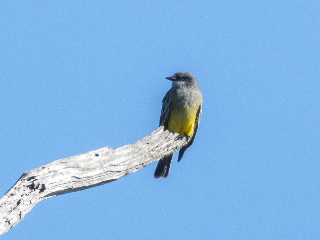 Cassin's Kingbird - ML646679963