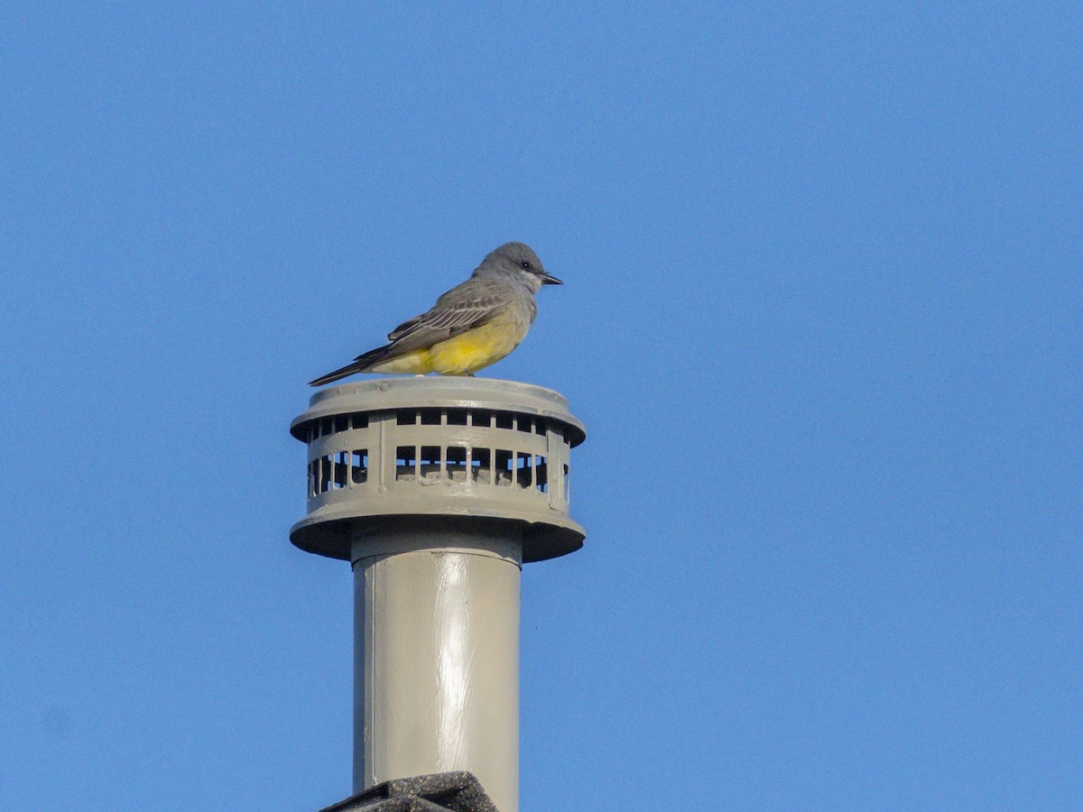 Cassin's Kingbird - ML646679964