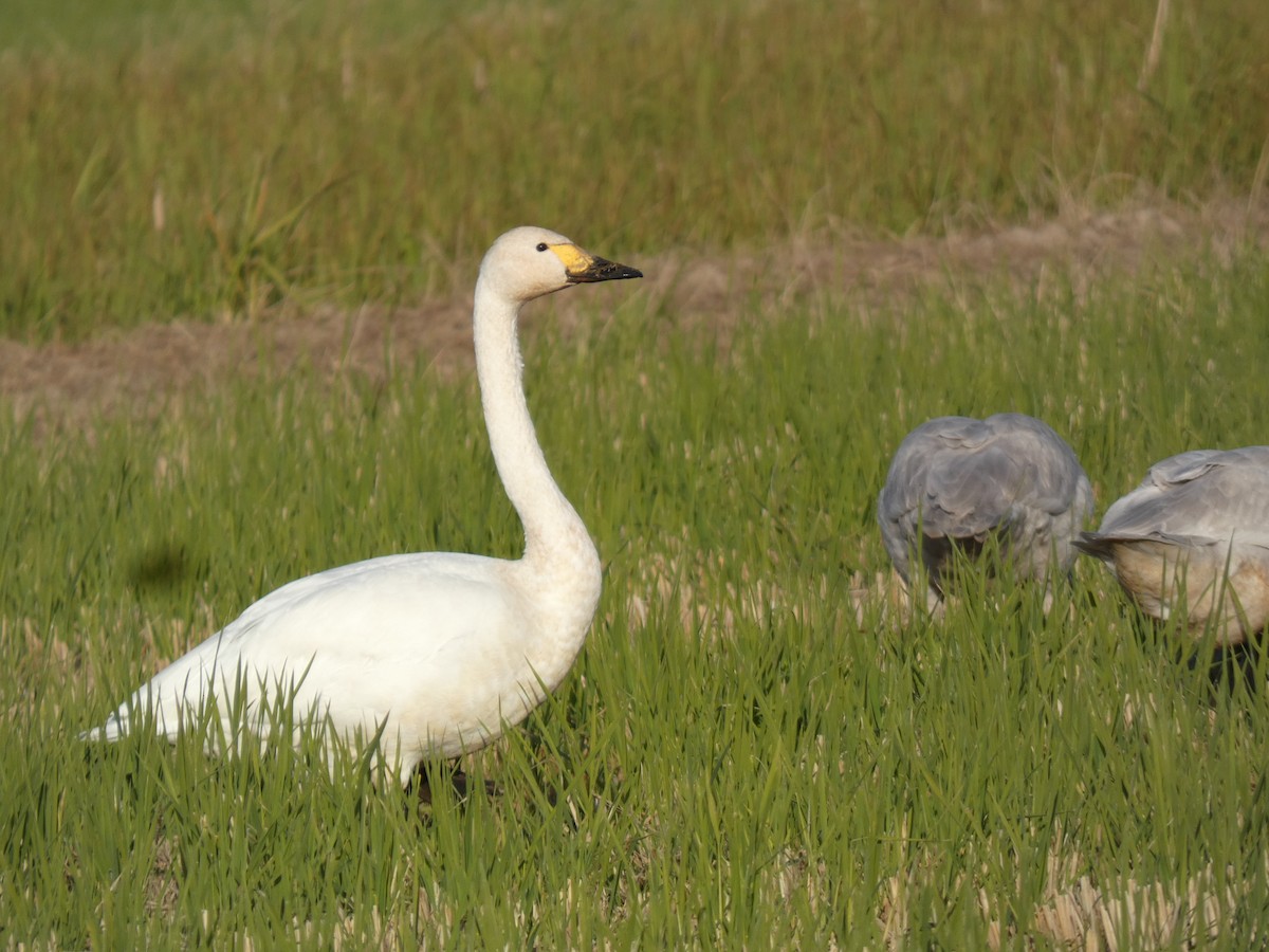 小天鵝 - ML646679966