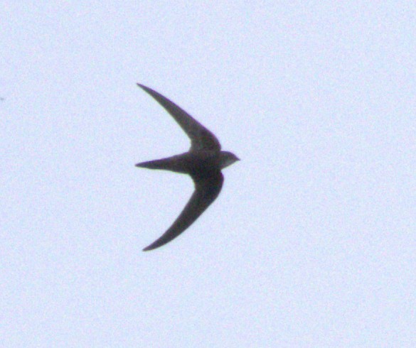 Pacific Swift - ML646679968