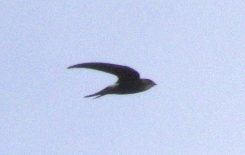 Pacific Swift - ML646679969