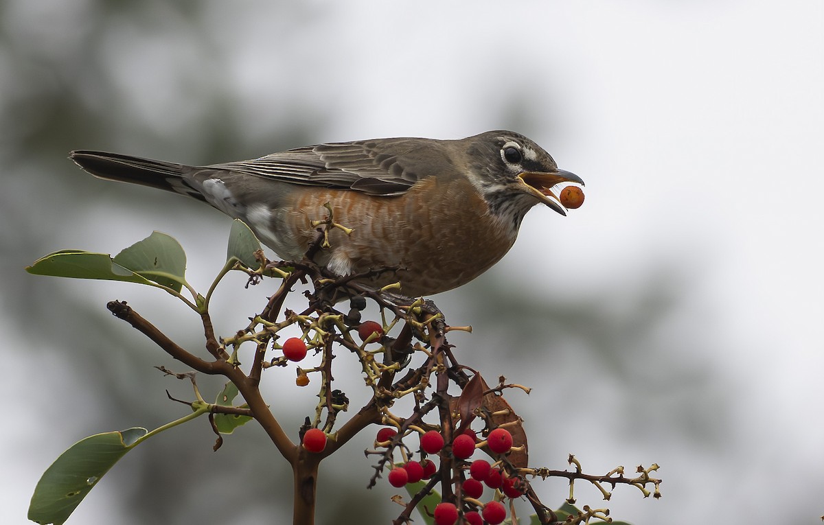 Zozo papargorria - ML646679970