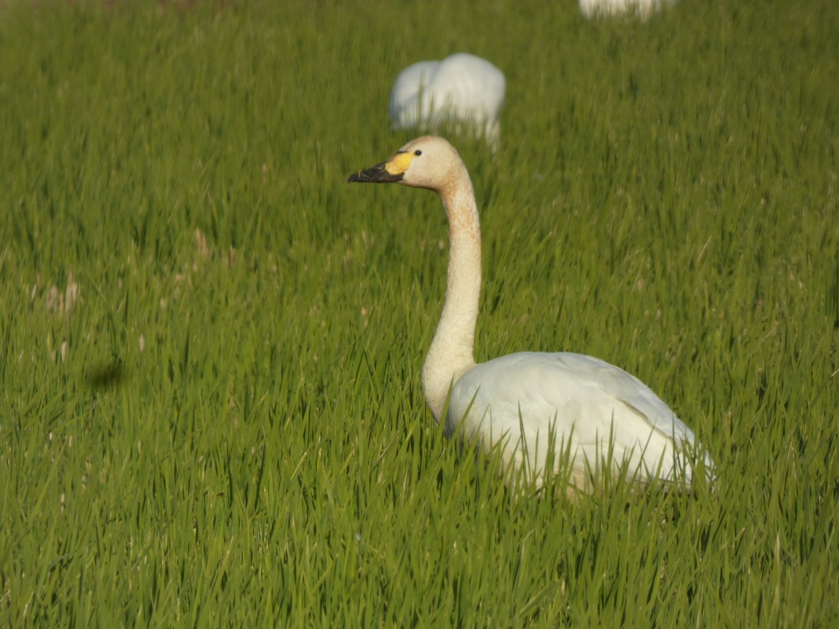 小天鵝 - ML646679971