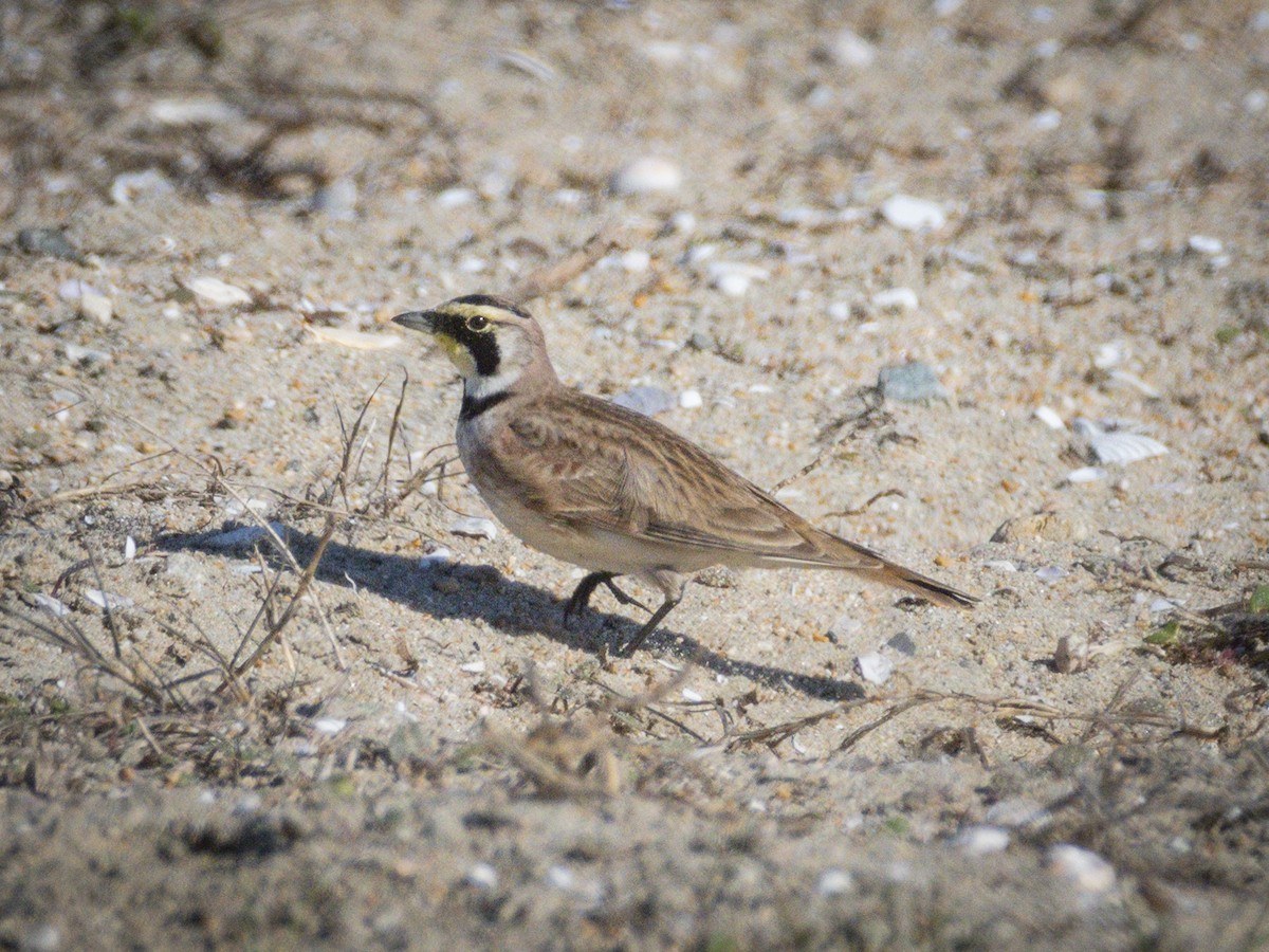 Horned Lark - ML646679972
