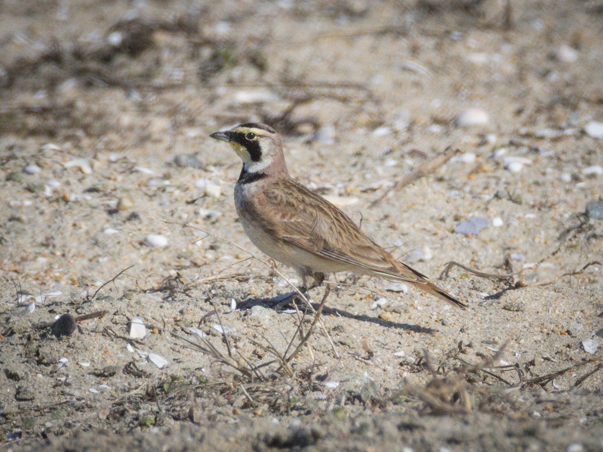 Horned Lark - ML646679973