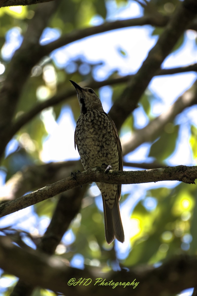 Regent Bowerbird - ML646679974