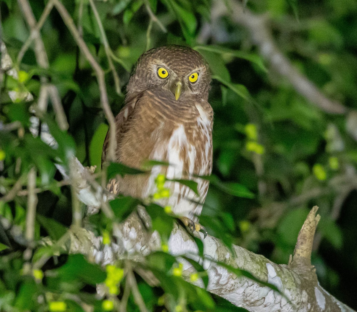 Asian Barred Owlet - ML646679977