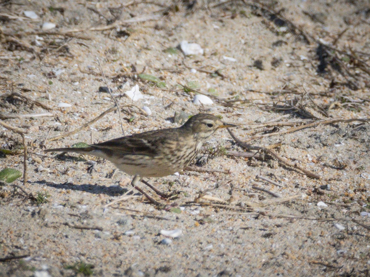American Pipit - ML646679980