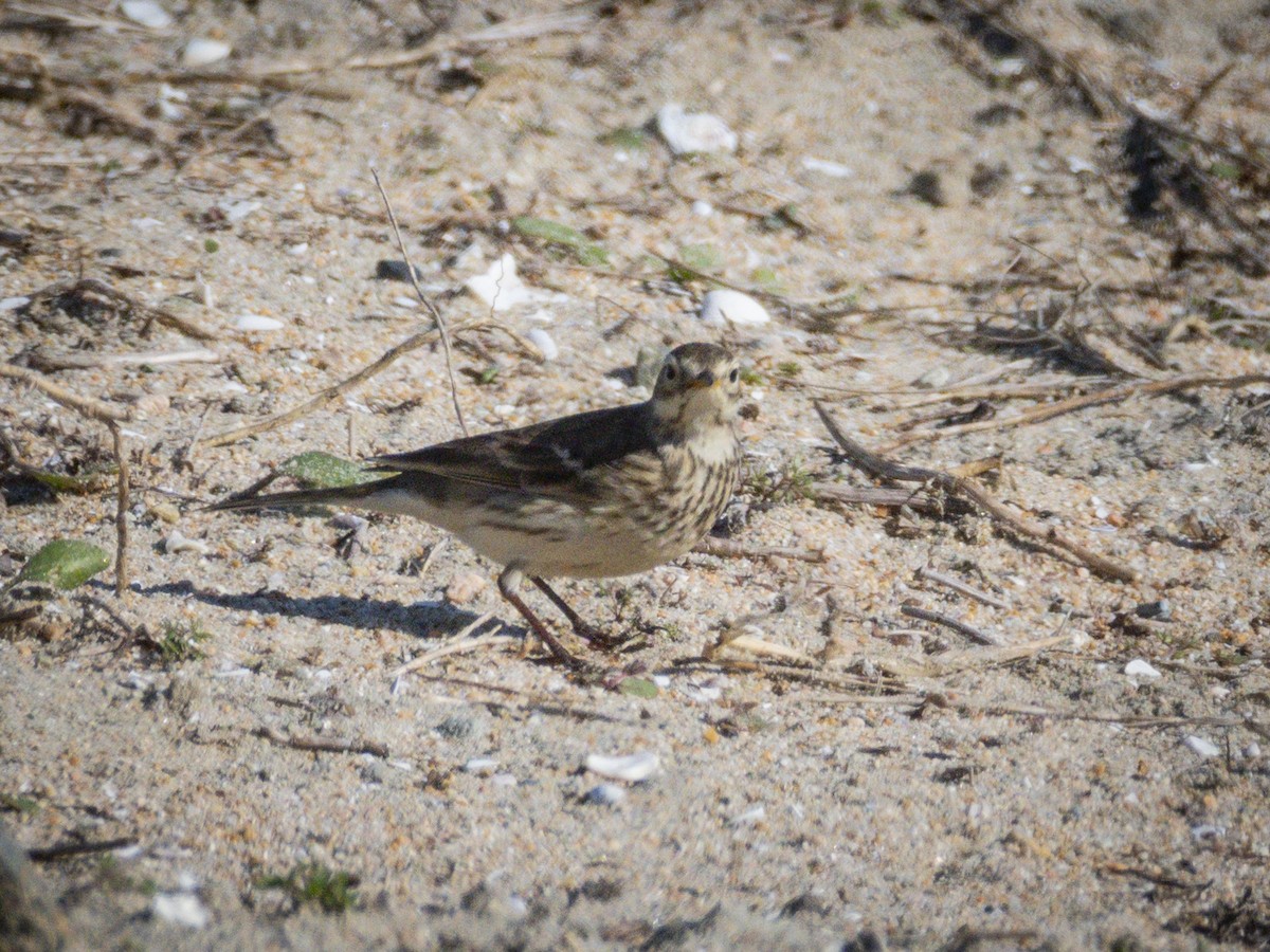 American Pipit - ML646679981