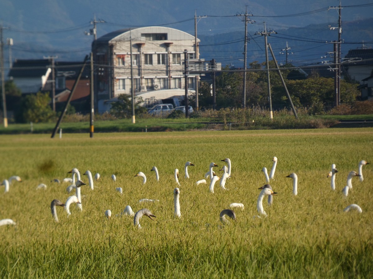 小天鵝 - ML646679982