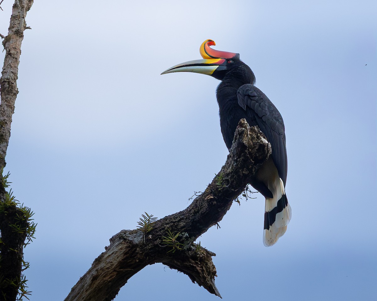 Rhinoceros Hornbill - ML646679983
