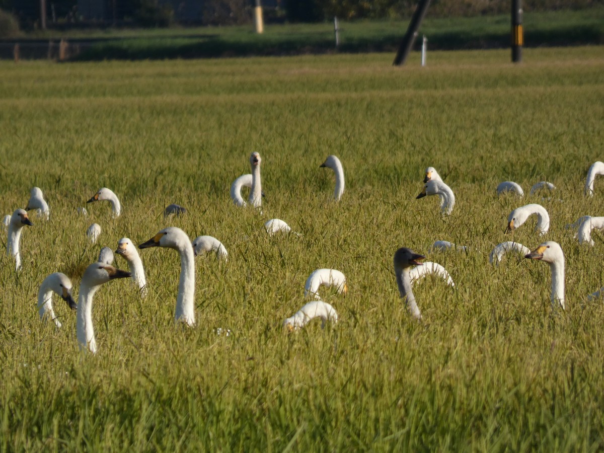 小天鵝 - ML646679984