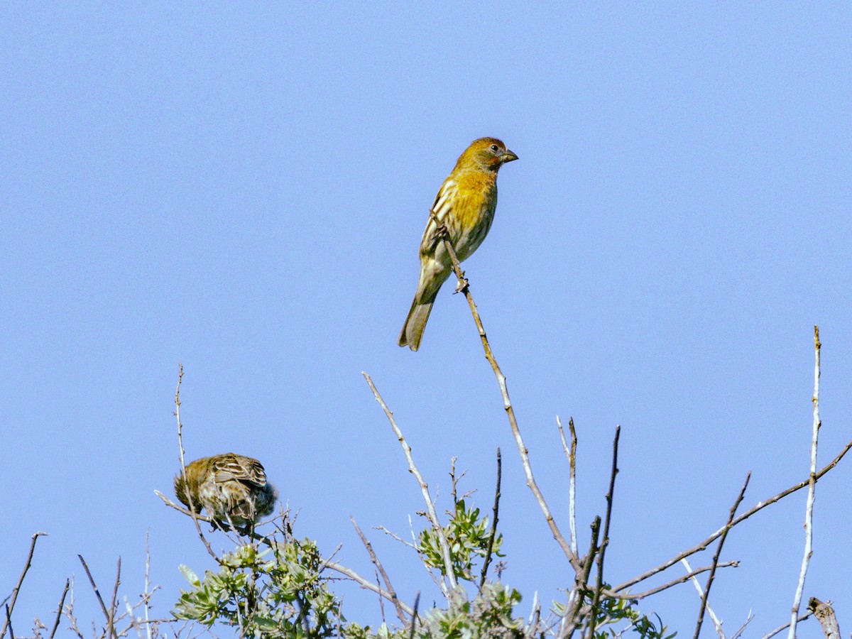 House Finch - ML646679985