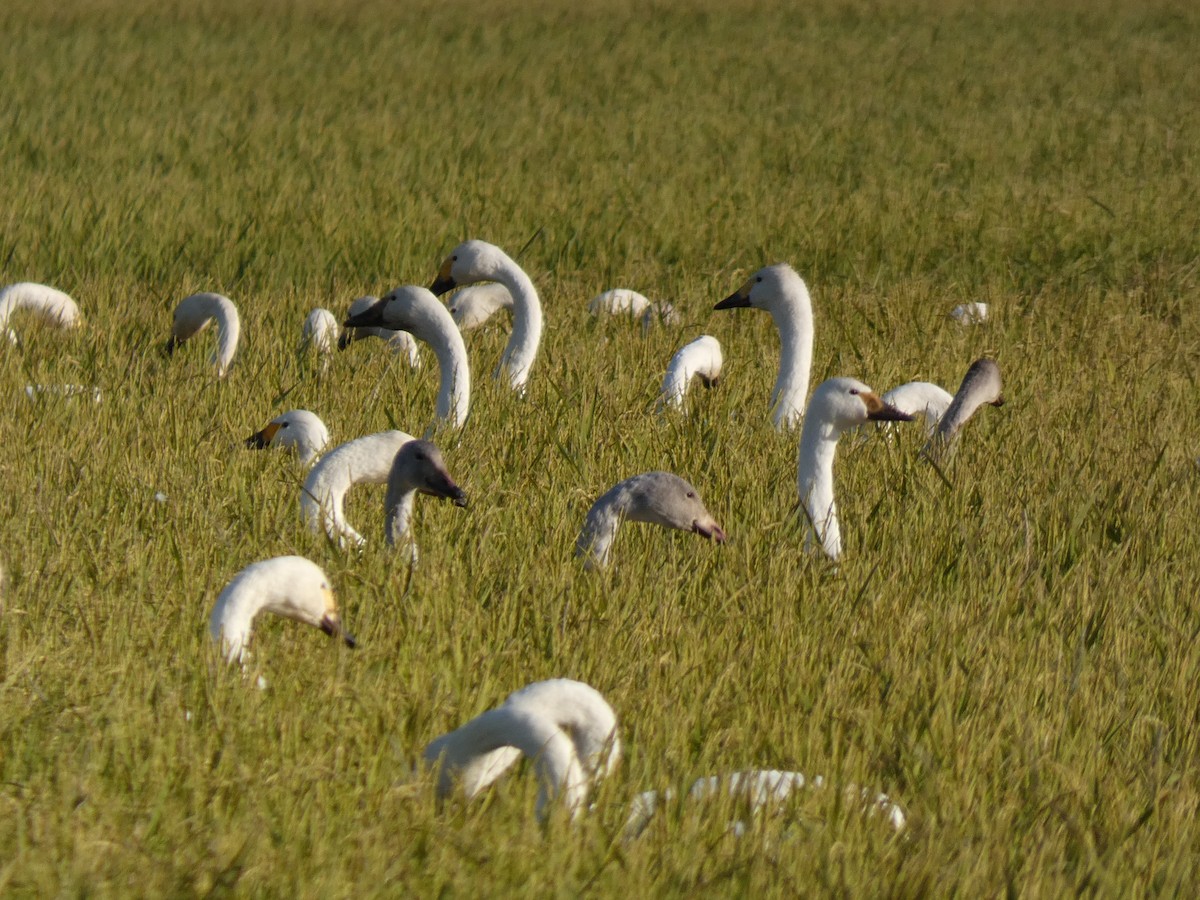 小天鵝 - ML646679986